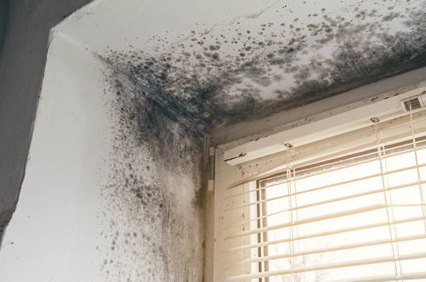 Affordable Mold Cleanup solutions in Scotland, MD